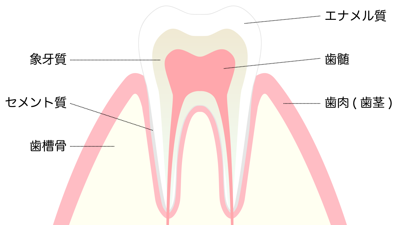 歯の構造・かわまがりファミリー歯科・新前橋
